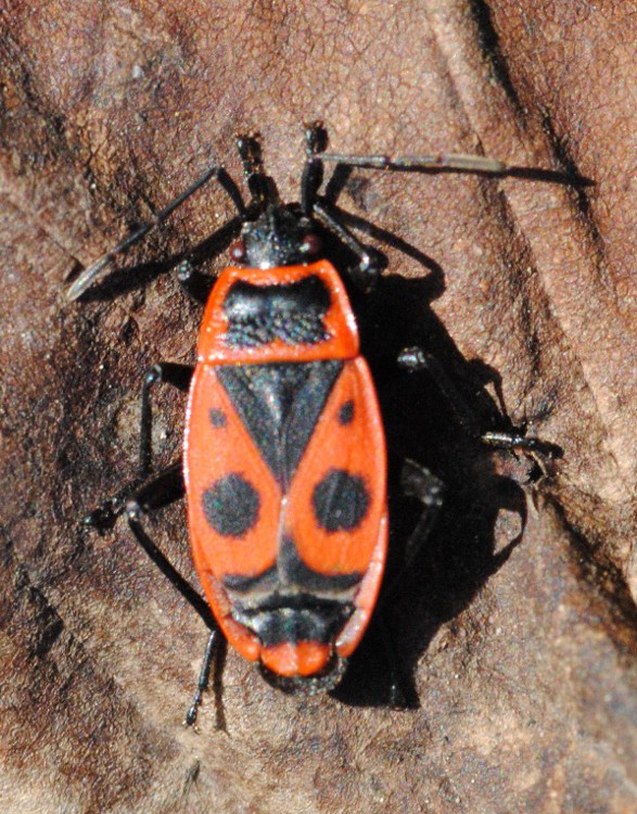 Pyrrhocoridae: Pyrrhocoris apterus del Lazio (RM)